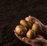 farmer-hands-holding-potatoes-above-black-ground.jpg